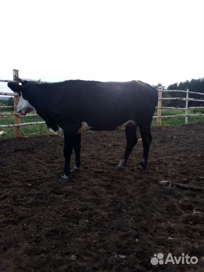 Продается телка