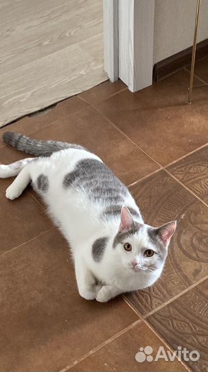 Вязка кота