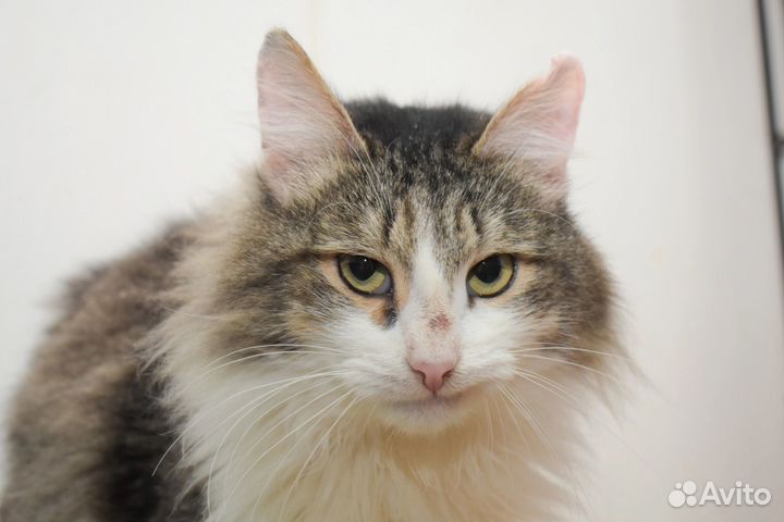 Кошка в дар