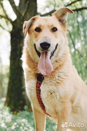 Собака в добрые руки. Мишка