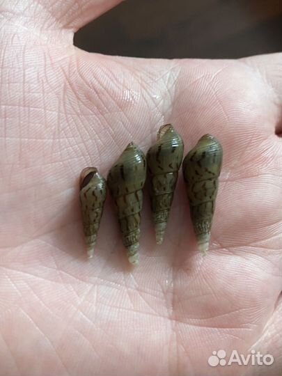 Улитки мелании