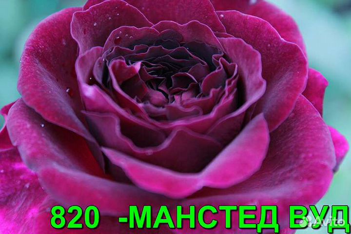 Саженцы роз из питомника