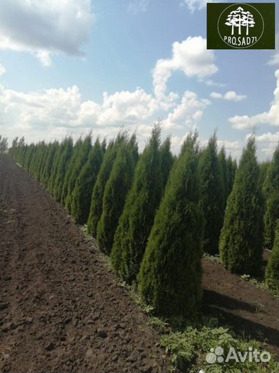 Туя экстра смарагд