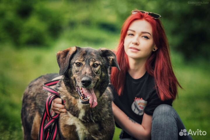 Собака в добрые руки