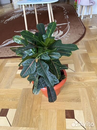 Продается Кротон