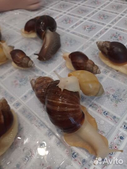 Улитки Ахатины