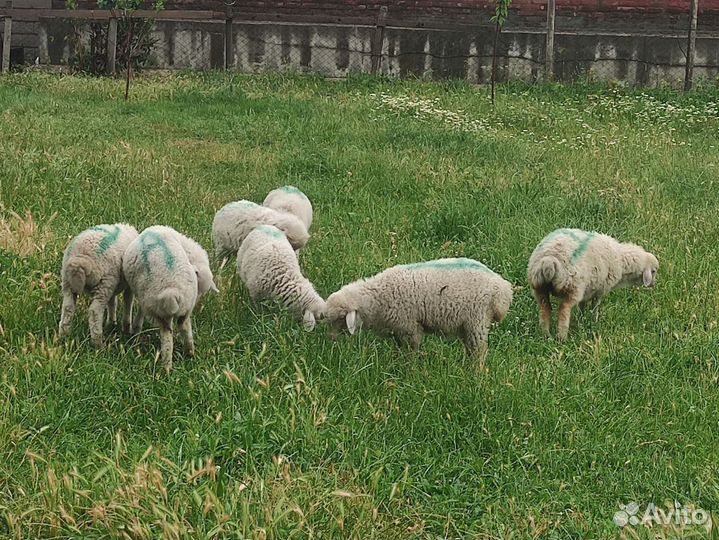 Овцы бараны