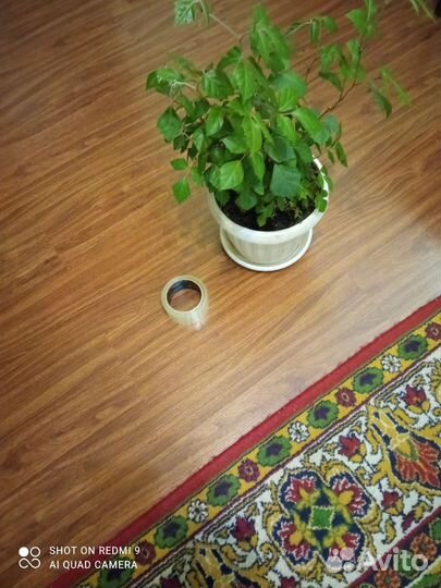 Домашние растения