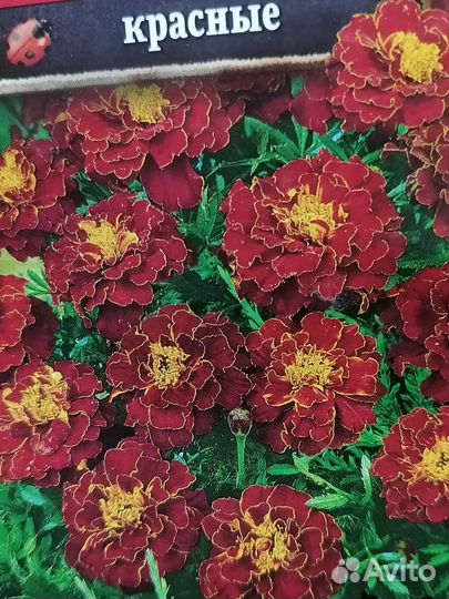 Бархатцы(тагетес)