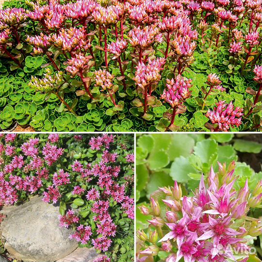 Садовые цветы многолетники. Много