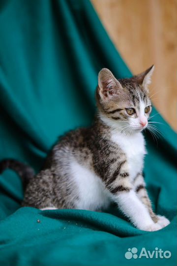 Девочка котенок в добрые руки