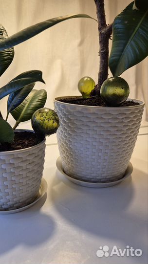 Фикус эластика