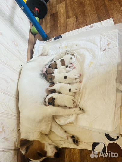 Щенки джек рассел терьер гладкошерстный