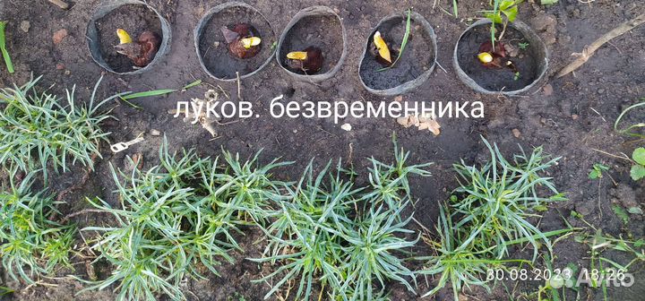 Садовые цветы и растения