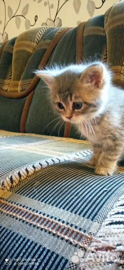 Продаются Шотландские котята