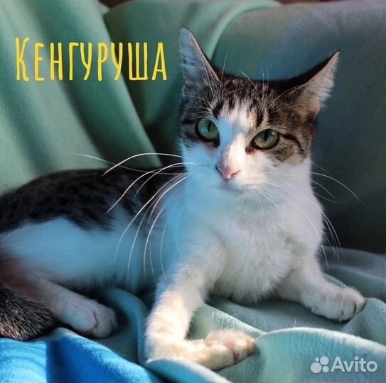 Кошки в добрые руки
