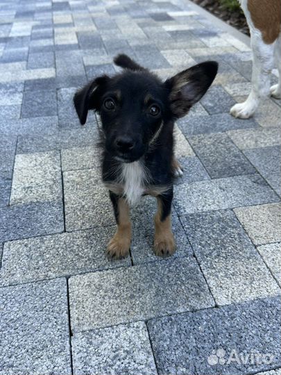 Щенок в добрые руки