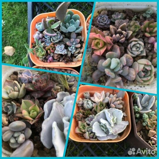 Суккуленты