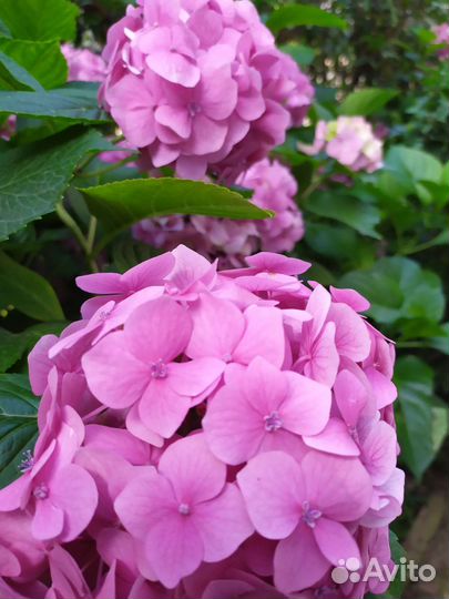 Гортензия крупнолистная саженцы