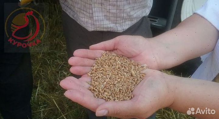 Овес в мешках