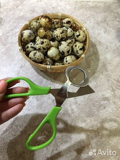 Перепела, перепелиные яйца, мясо