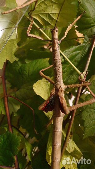 Редкие палочники Achrioptera fallax -яйца