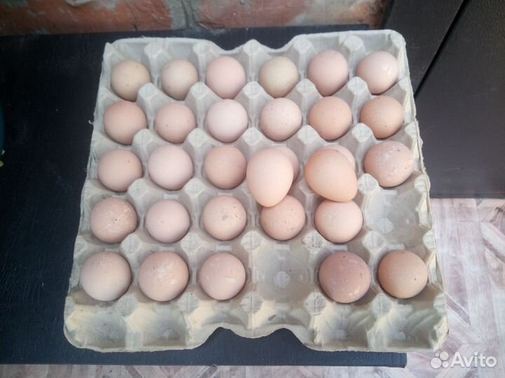 Яйцо цесарок пищевое