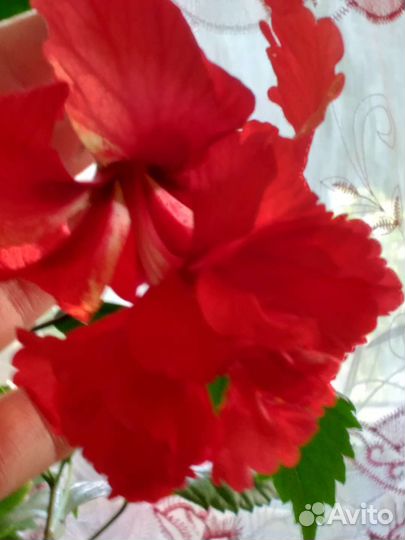 Цисус,пахистахис, гибискус