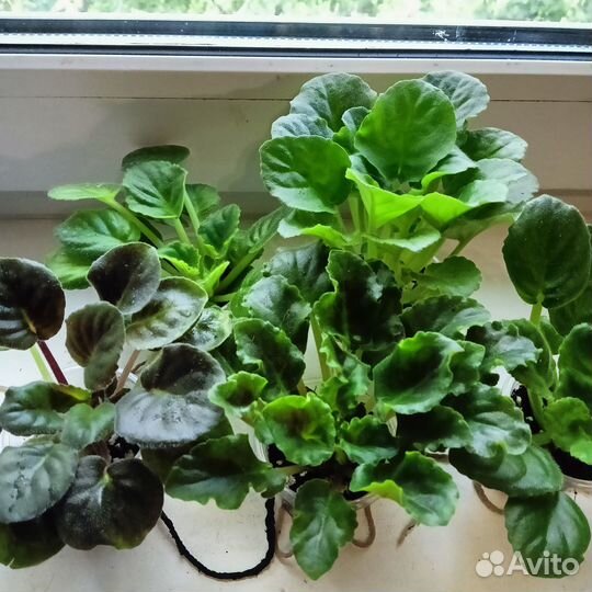 Фиалки химеры