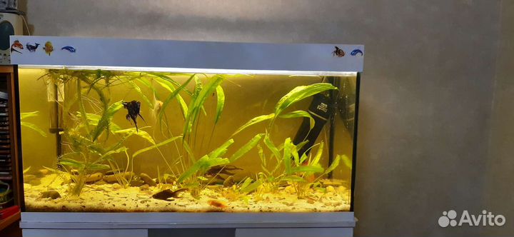 Аквариум