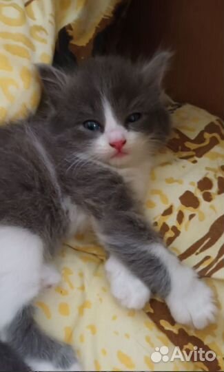 Котята