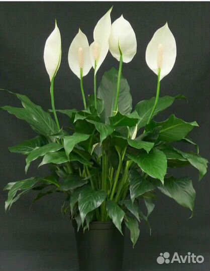 Спатифиллум