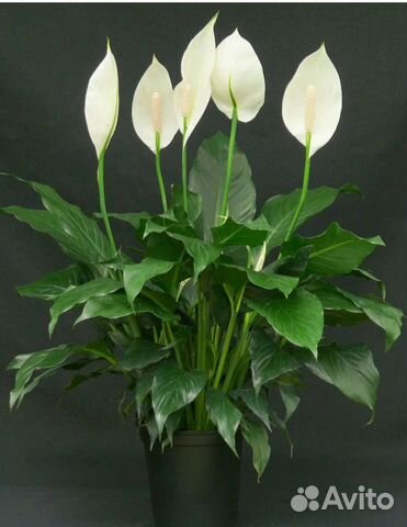 Спатифиллум