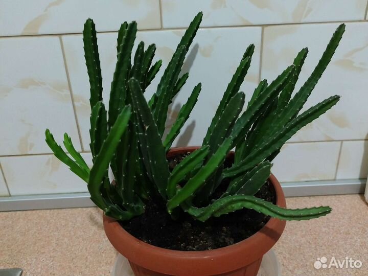 Сакулент- стапелия