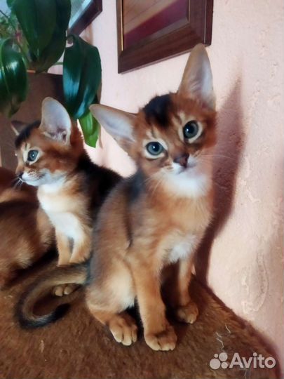 Абиссинская