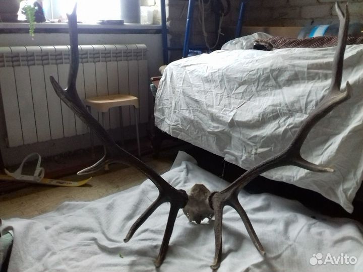 Рога изюбра