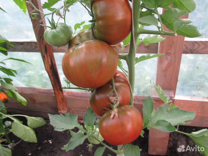 Семена томатов