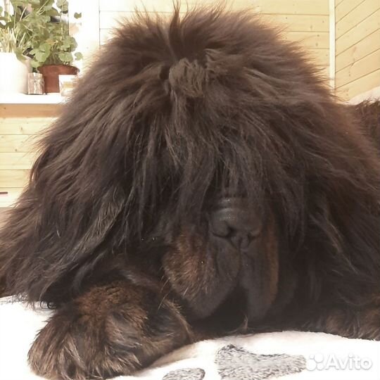 Тибетский мастиф