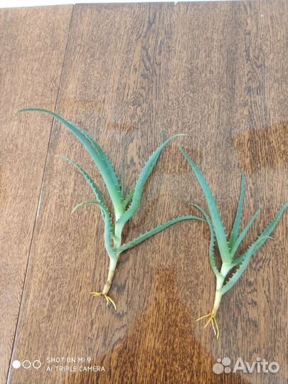 Алоэ столетник