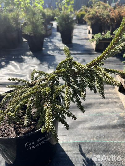 Ель восточная Ауреоспиката(с 7,5)