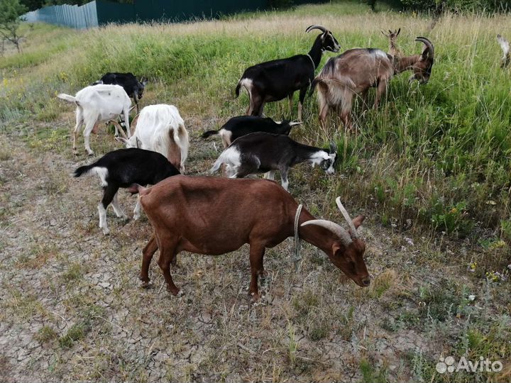 Дойные козы