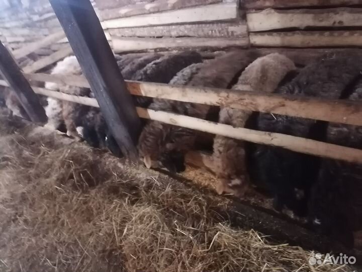 Баран продам курдючный