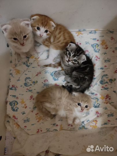 Шотландская