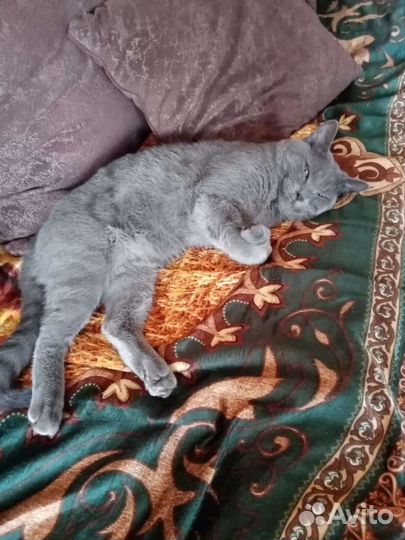 Шотландский кот вязка