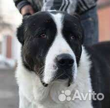 Алабай в добрые руки