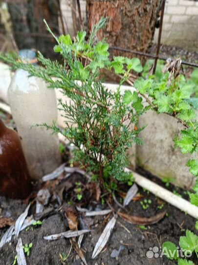 Растения для сада