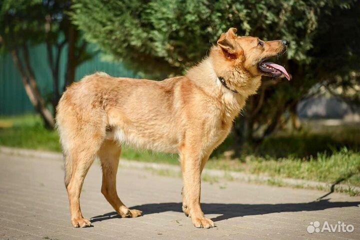 Пес, которого никто не замечает