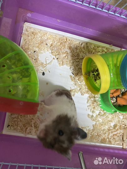 Сирийский хомяк с клеткой