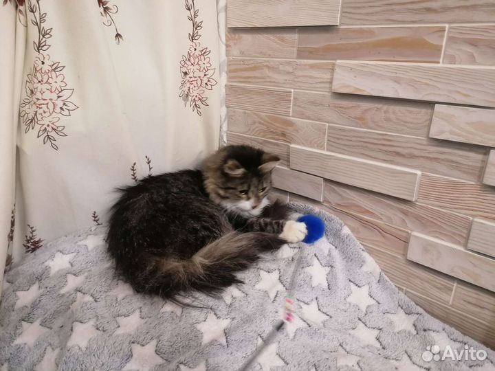 Кот Гном Гномыч