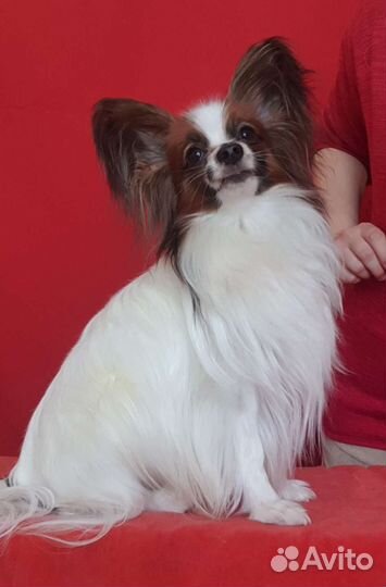 Папийон кобель